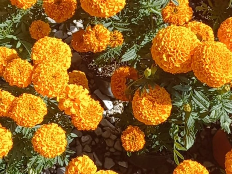 Viveros en Atlixco ofrecen flor de Cempasúchil