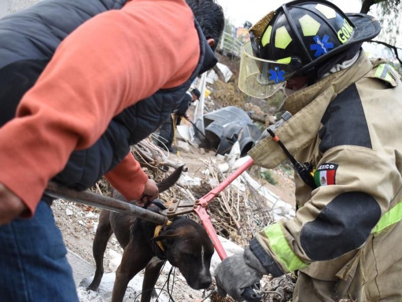 Vivían en condiciones deplorables animales en Coacalco