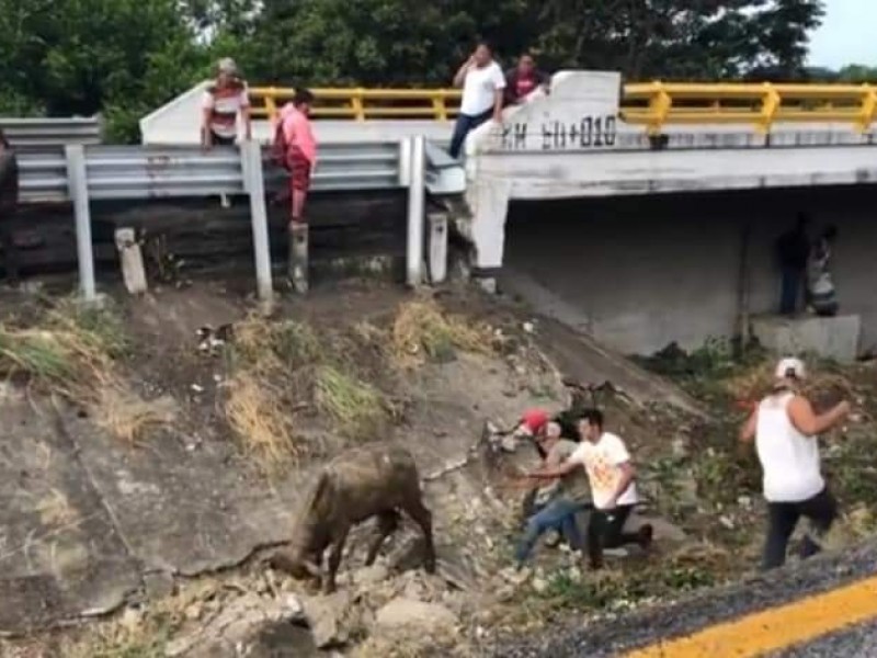 Vuelca tráiler y roban ganado en carretera La Tinaja