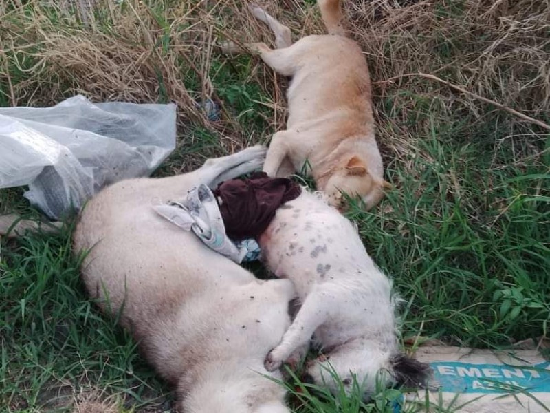 Vuelven ha ocurrir casos de envenenamientos de perritos callejeros