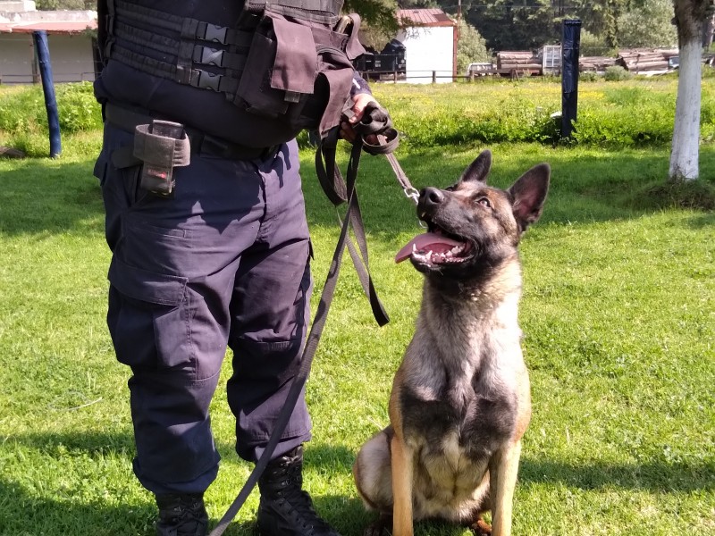 Wendy, la perrita que ha logrado localizar cuerpos humanos