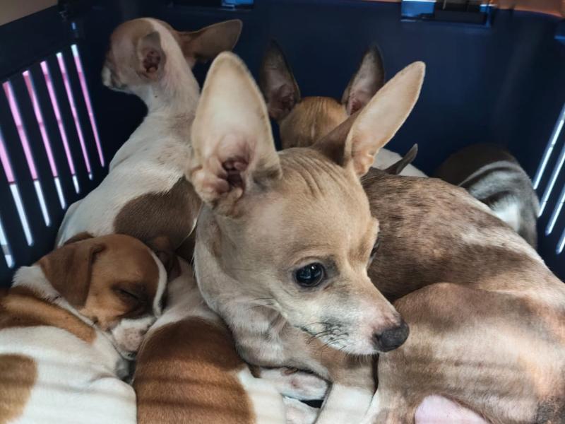 Xalapa: rescatan a 43 perros de criadero clandestino