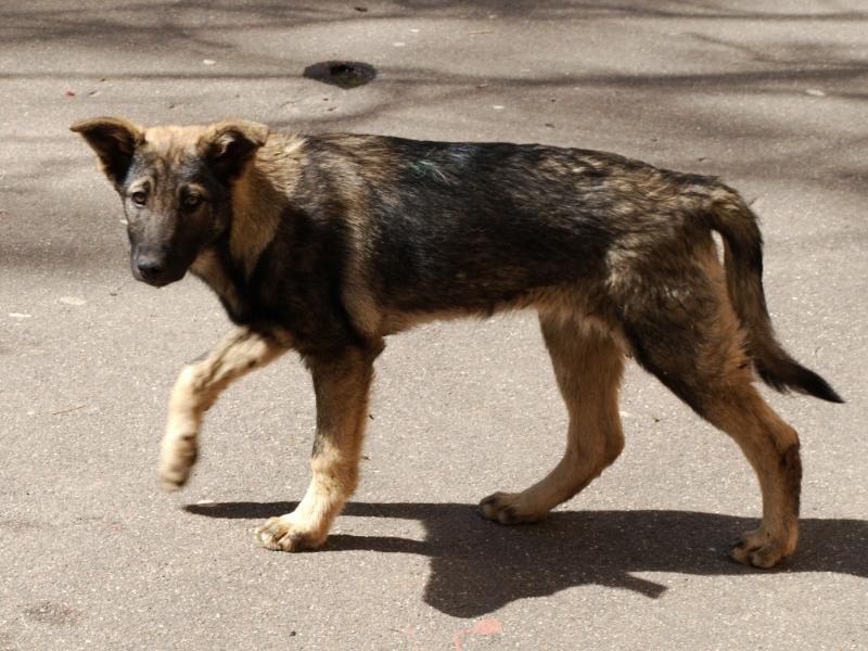 Xalapa suma 1,280 reportes relacionados con maltrato y atención animal