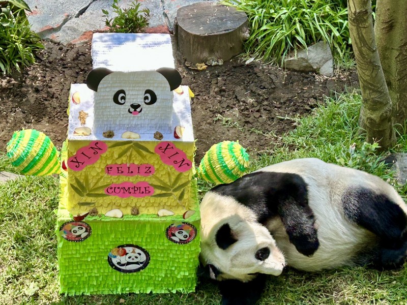 Xin Xin el panda gigante de Chapultepec cumple 33 años