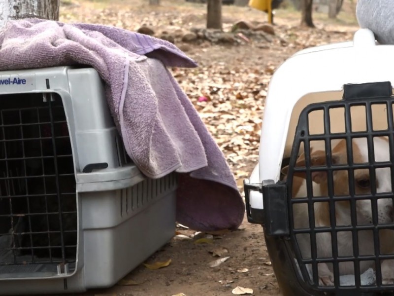 ¿Ya esterilizaste tu mascota?