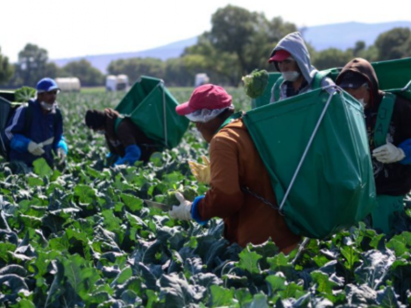 Ya iniciaron lluvias y nunca llegó el fertilizante: productores