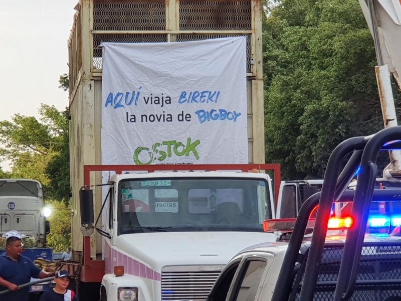 Ya llego Bireky al Zoológico de Culiacán