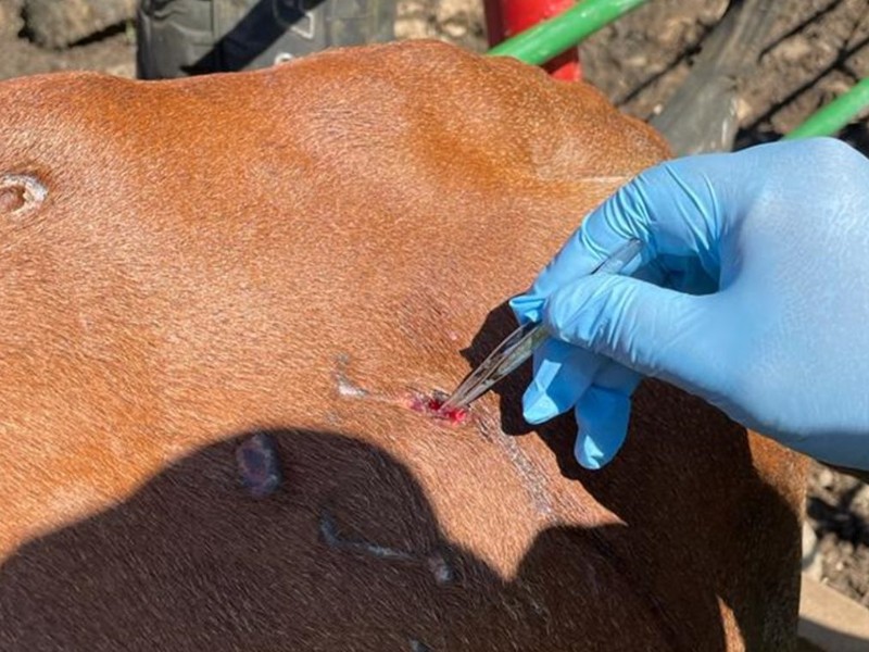 Ya son 12 casos de miasis de gusano barrenador en Chiapas