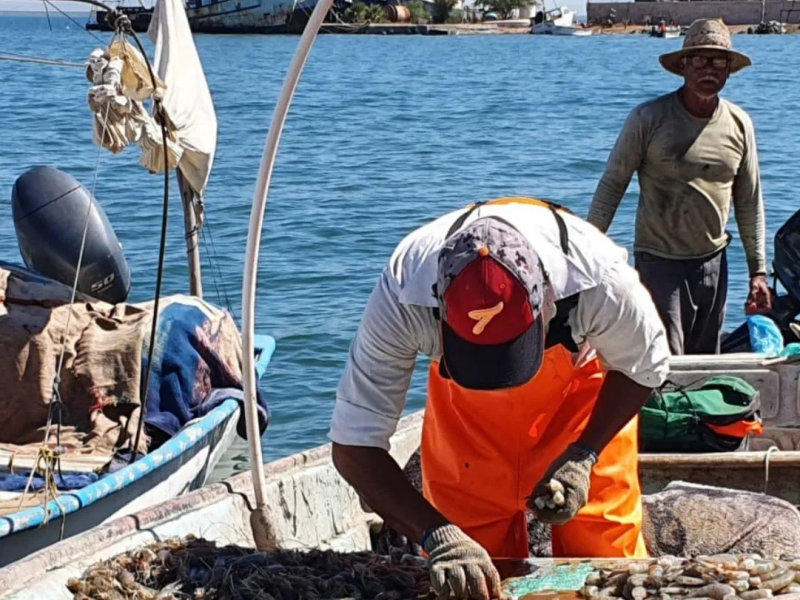 Yavaros: Ni el camarón saca de la crisis a pescadores