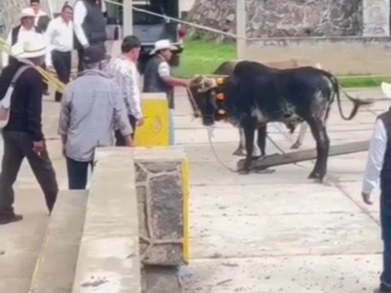 Yunta pierde el control y pisa a un hombre en Teotlalcingo
