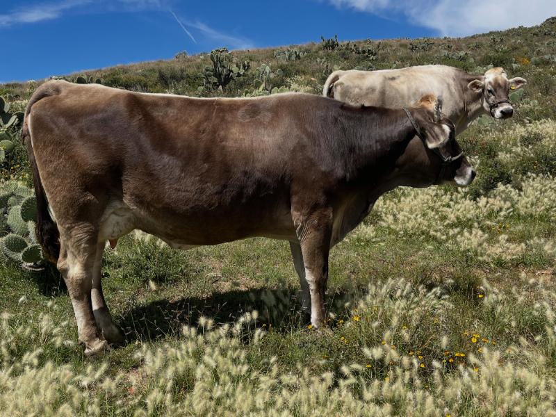 Zacatecas busca convertirse en estado exportador de ganado en 2027