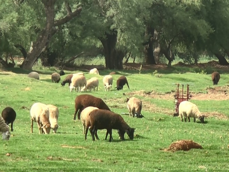 Zacatecas con acreditación de exportación de ganado suspendida