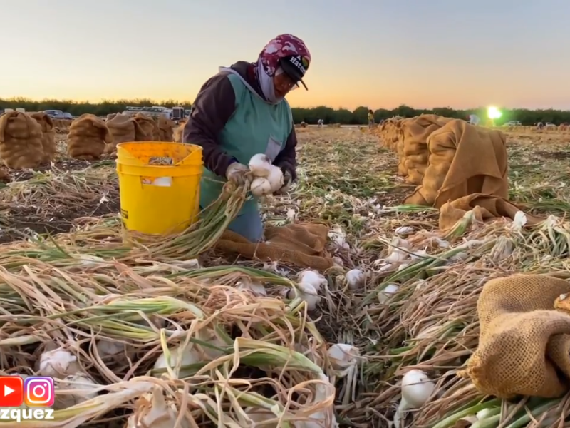 Zacatecas, entidad que vende hortalizas más baratas en el país