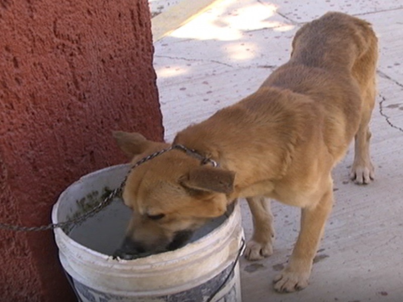 Zacatecas, primer municipio en castigar el maltrato animal
