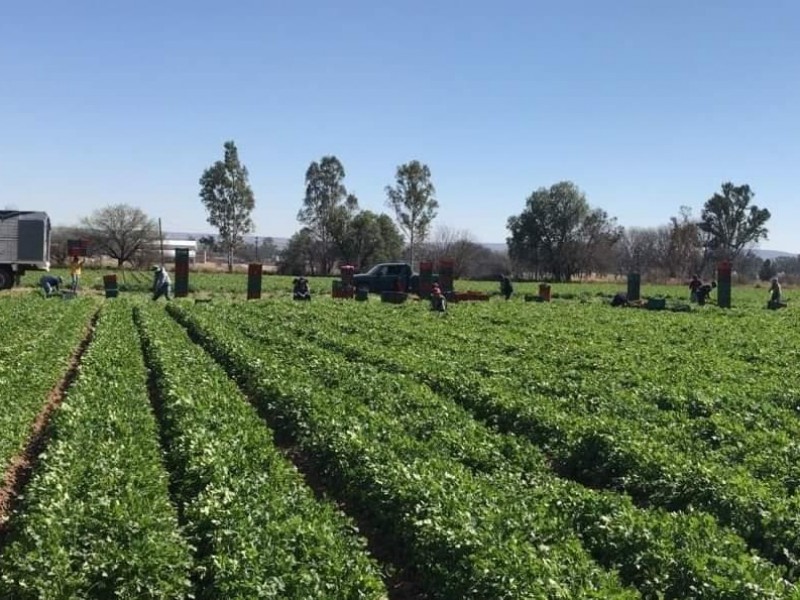 Zacatecas principal estado productor de cilantro