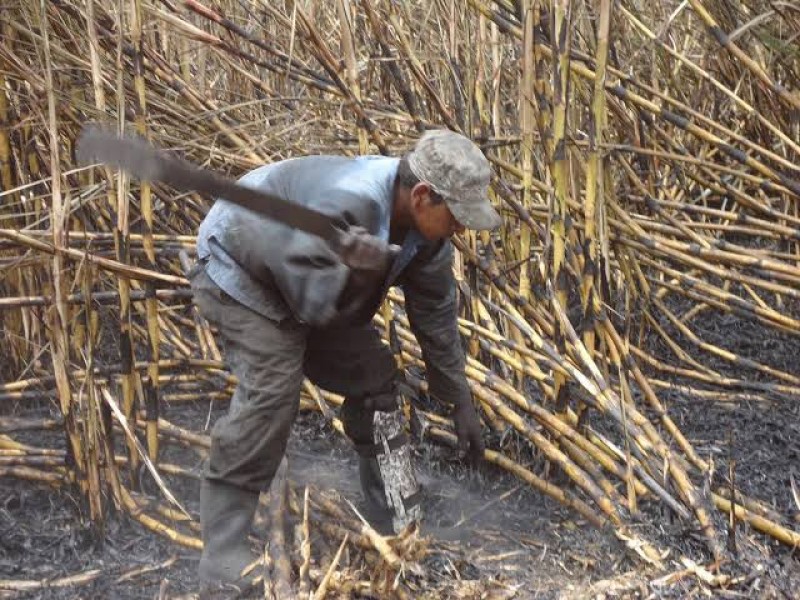 Zafra en Nayarit dejará derrama de 2 mil mdp