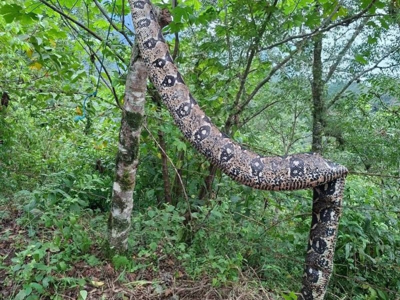 Zapotitlán de Méndez en la mira por asesinato de gran serpiente