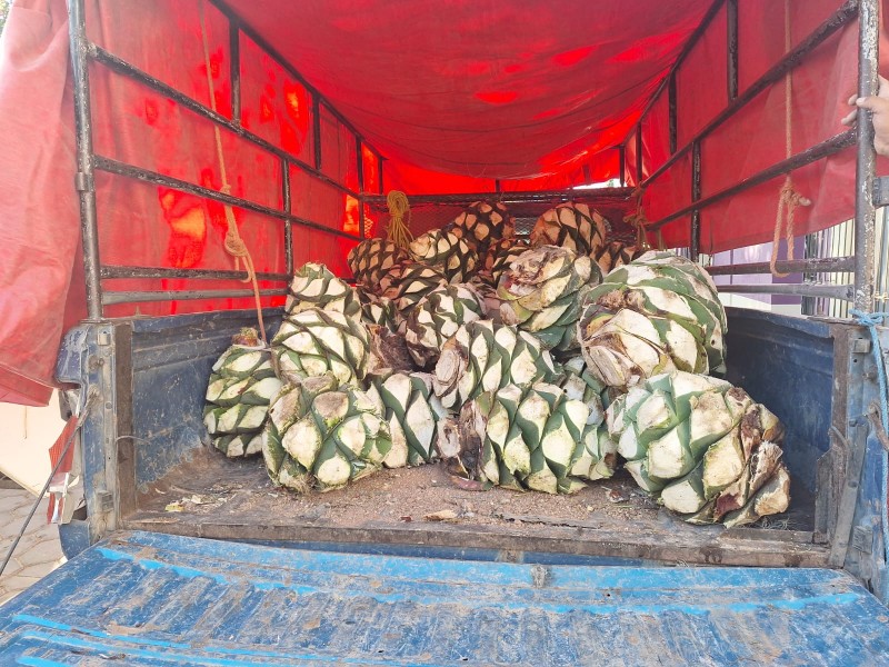 Zapotitlán: Decomisan 70 piñas de agave; detienen a sujeto reincidente