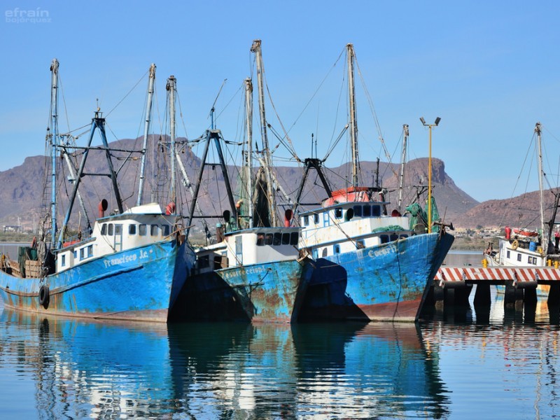 Zarparon 350 Barcos de Mazatlán a capturar camarón