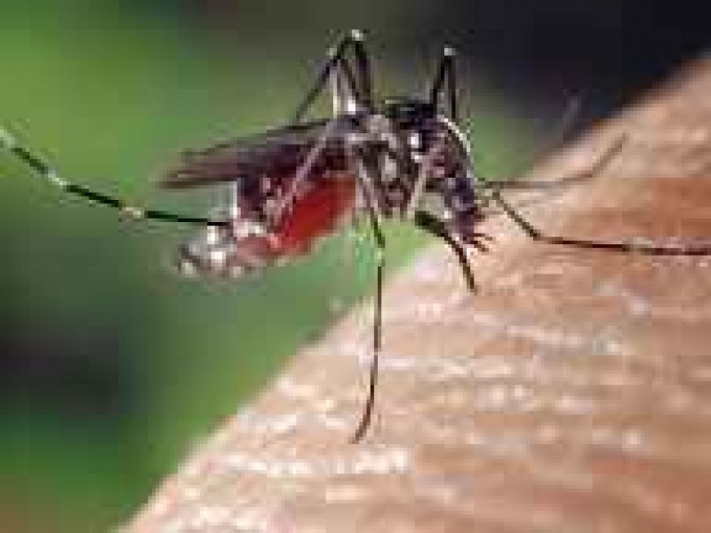 Zihuatanejo registra primeros dos casos de dengue