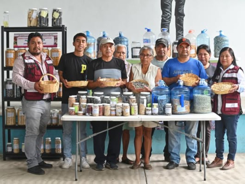 Zimatlán conserva maíces nativos con bancos comunitarios