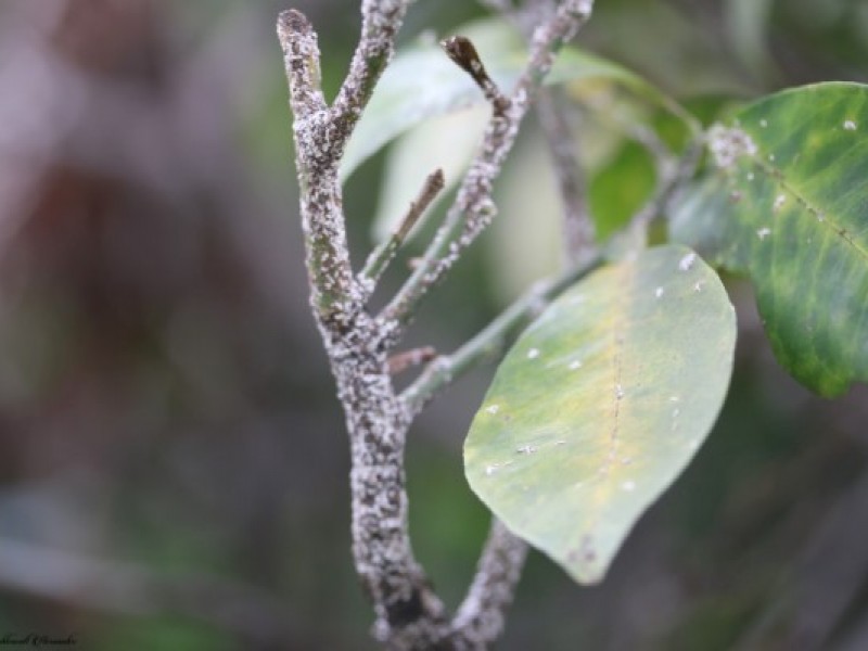 Zonas urbanas de Nayarit afectadas por la escama plateada