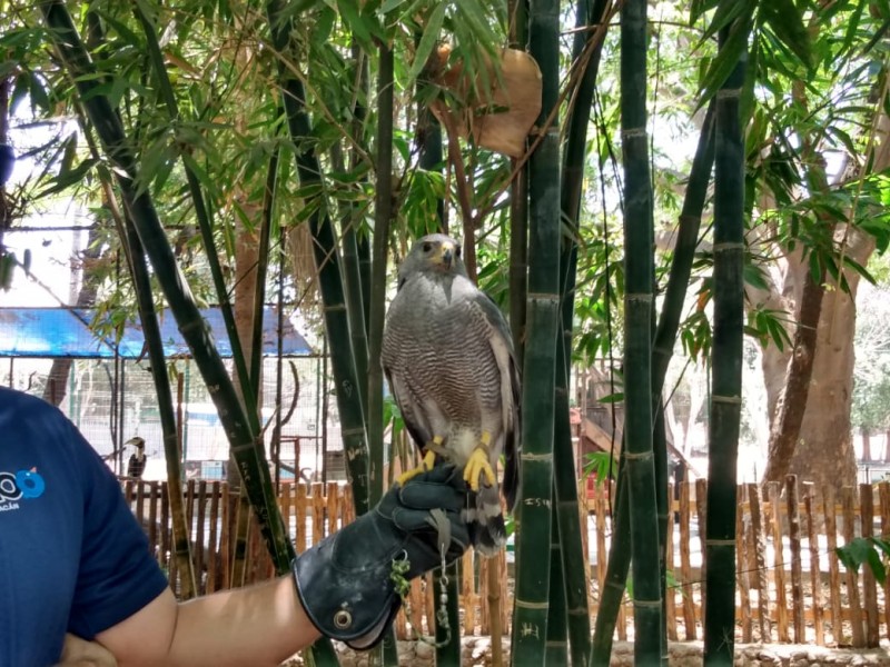 Zoo de Culiacán participa en el rescate de 44 animales