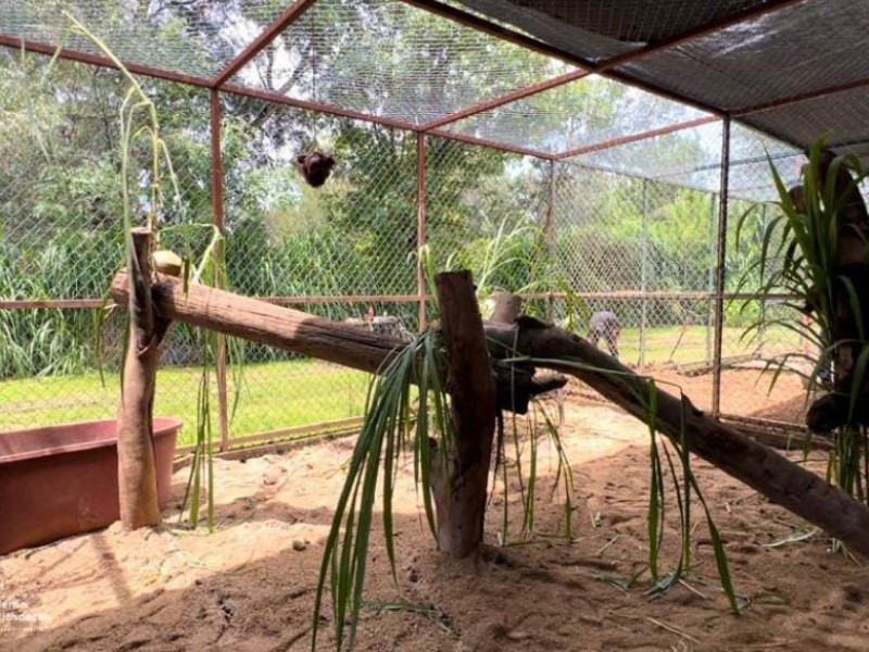 Zoo de Morelia prepara área de cuarentena para felinos rescatados