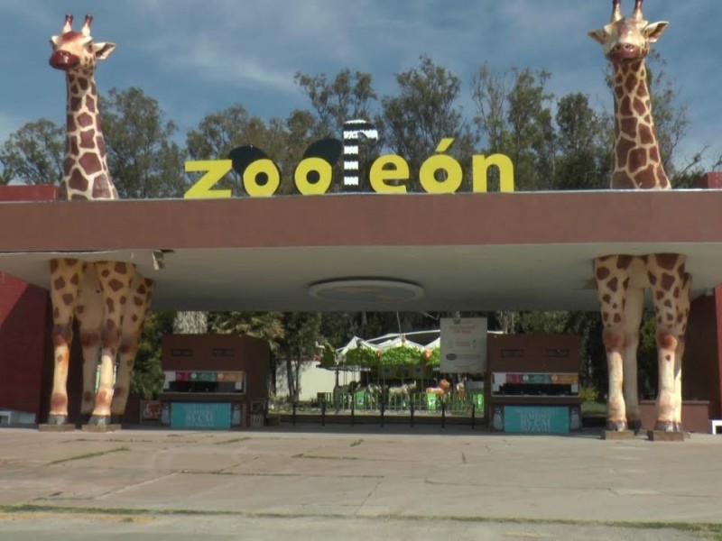 Zooleón cerró 2020 con un promedio del 14% de visitantes