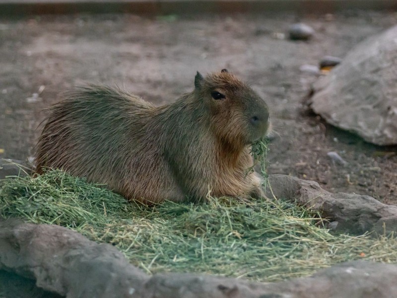 Zoológico de Culiacán termina de documentar 200 ejemplares ante la Profepa
