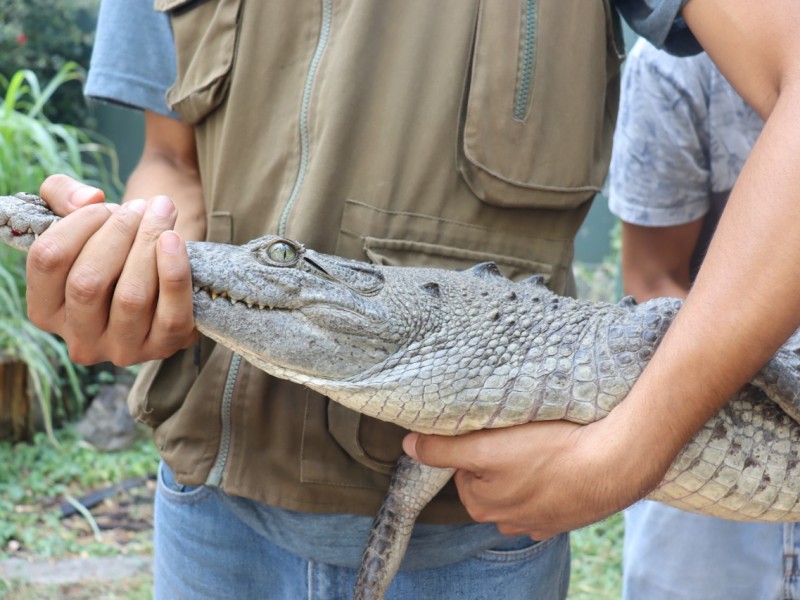 Zoológico de Morelia recibe cocodrilo asegurado por Profepa en Zinapécuaro
