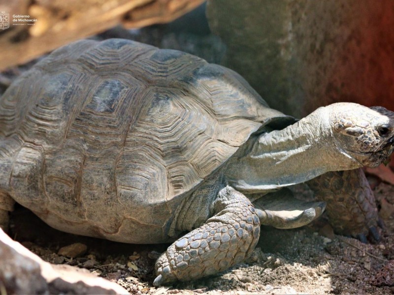 Zoológico Morelia invita a conocer sus 11 especies de tortugas