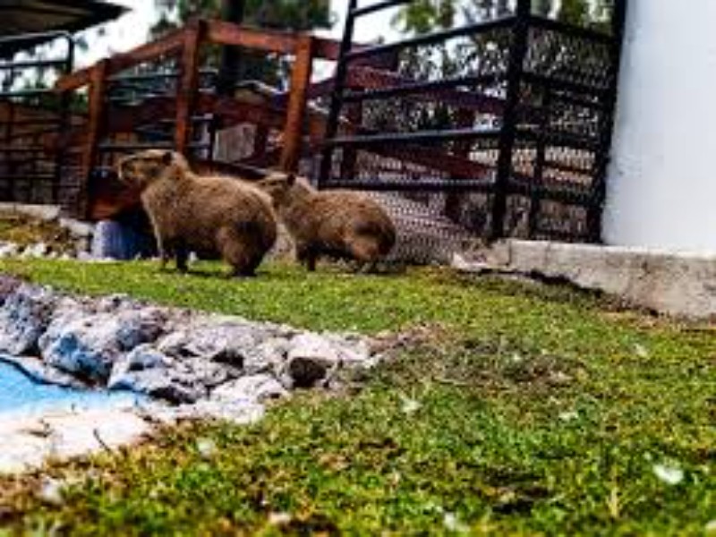 Zoológico Sahuatoba abrirá en días festivos en Durango