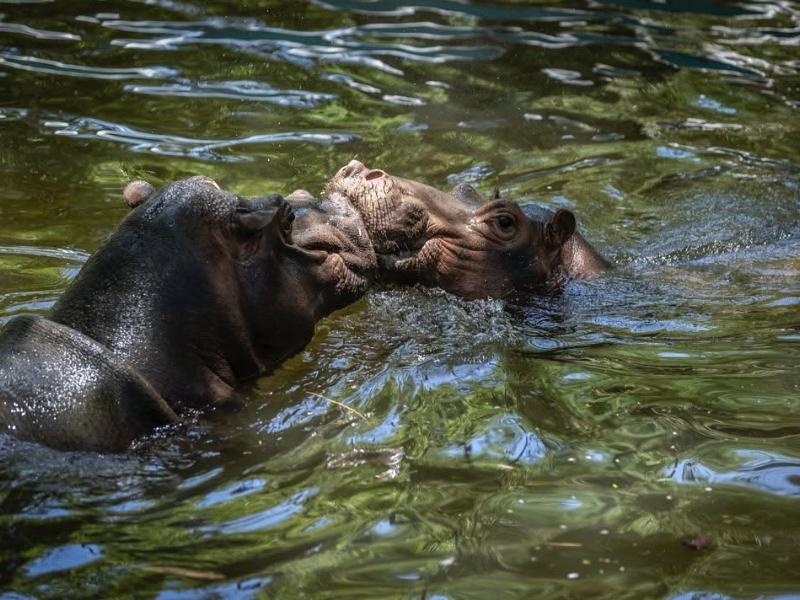 Zoológico de Culiacán investiga las causas de muerte de un hipopótamo macho