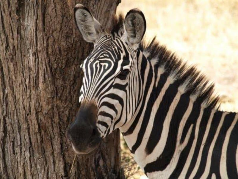 Zoológico registra otra muerte animal; investigan causas del deceso de cebra