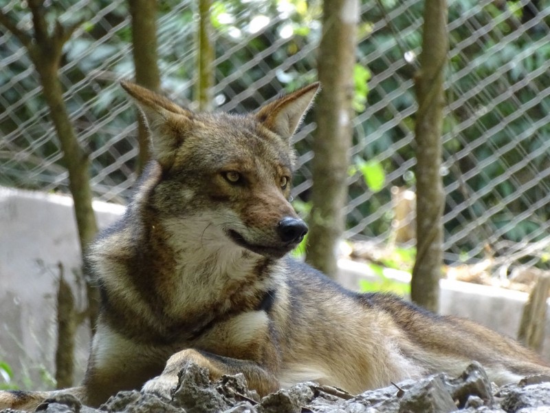 ZOOMAT atiende a especies longevas