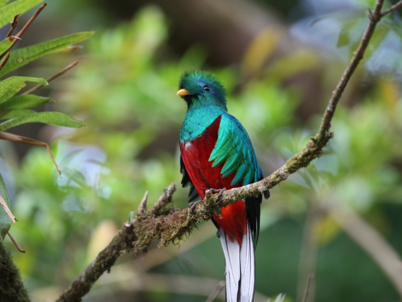 ZOOMAT cumple 30 años de conservación del Quetzal