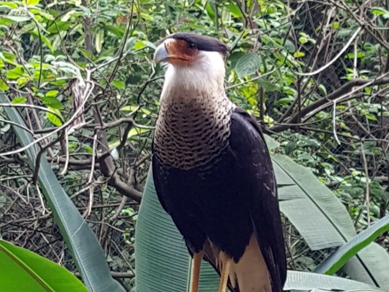 ZOOMAT pionero en proceso de reproducción de aves rapaces