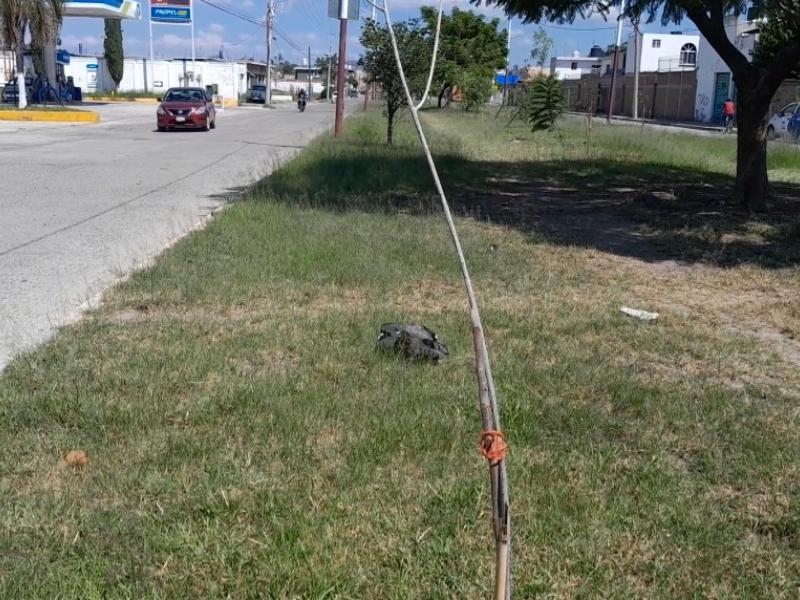 Árboles plantados en avenida Cazadora lucen secos y sin mantenimiento